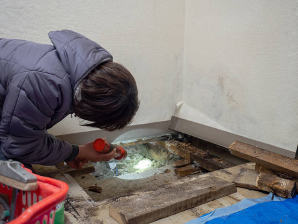 Best Black Mold Removal  in Centreville, MD