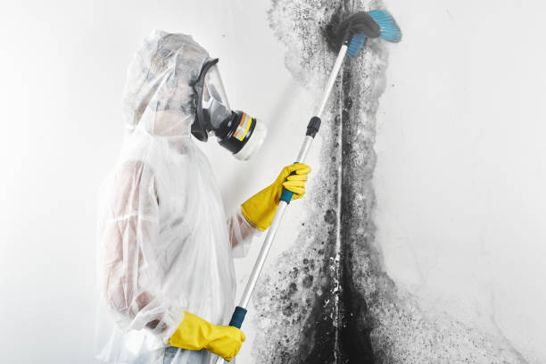 Best Mold Damage Restoration  in Centreville, MD