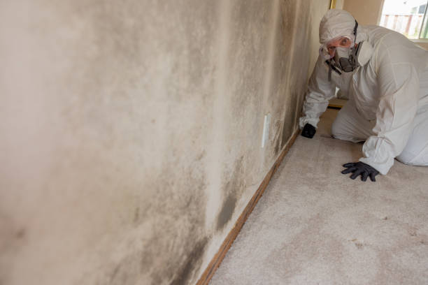 Mold Remediation for Rental Properties in Centreville, MD